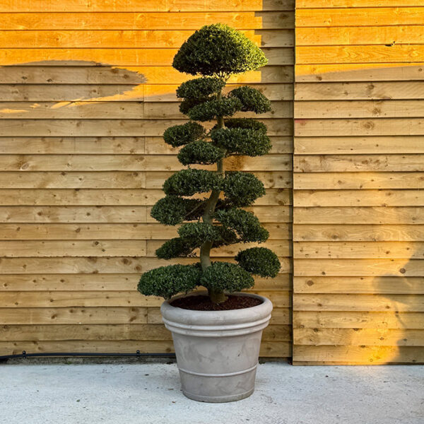 Ilex Crenata Bonsai Cloud