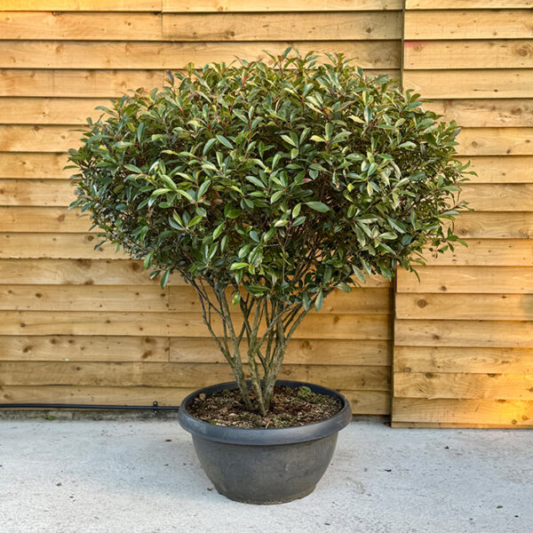 Photinia x fraseri ‘Little Red Robin’ Multi-Stem