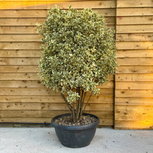 Euonymus Japonicus White Spire - Multi Stem