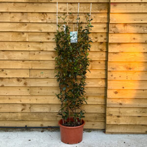 Trachelospermum Jasminoides 'Star Jasmine'