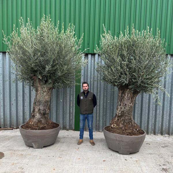 250 Year Old Olive Tree