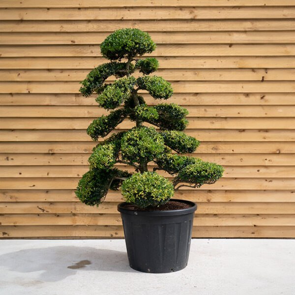 Ilex Crenata Bonsai Cloud