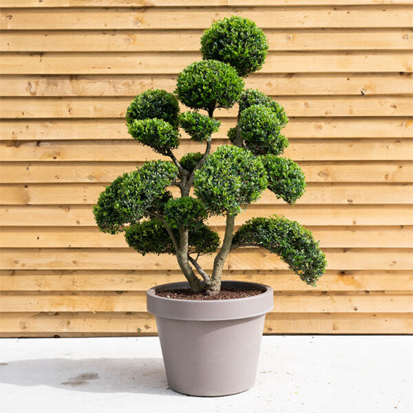 Ilex Crenata Bonsai Cloud