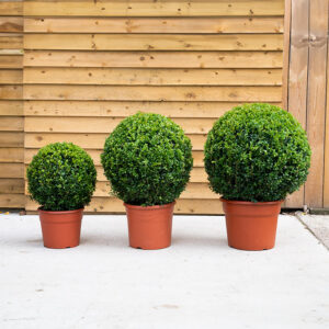 Buxus Topiary Ball