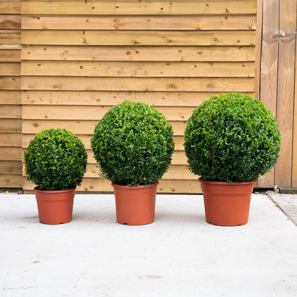 Buxus Topiary Ball