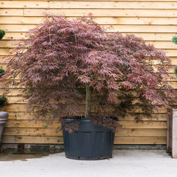 Acer palmatum Dissectum Garnet