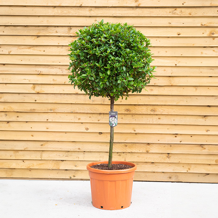 Viburnum Tinus Standard Tree