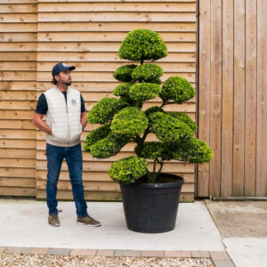 Ilex Crenata Bonsai Cloud Tree-27
