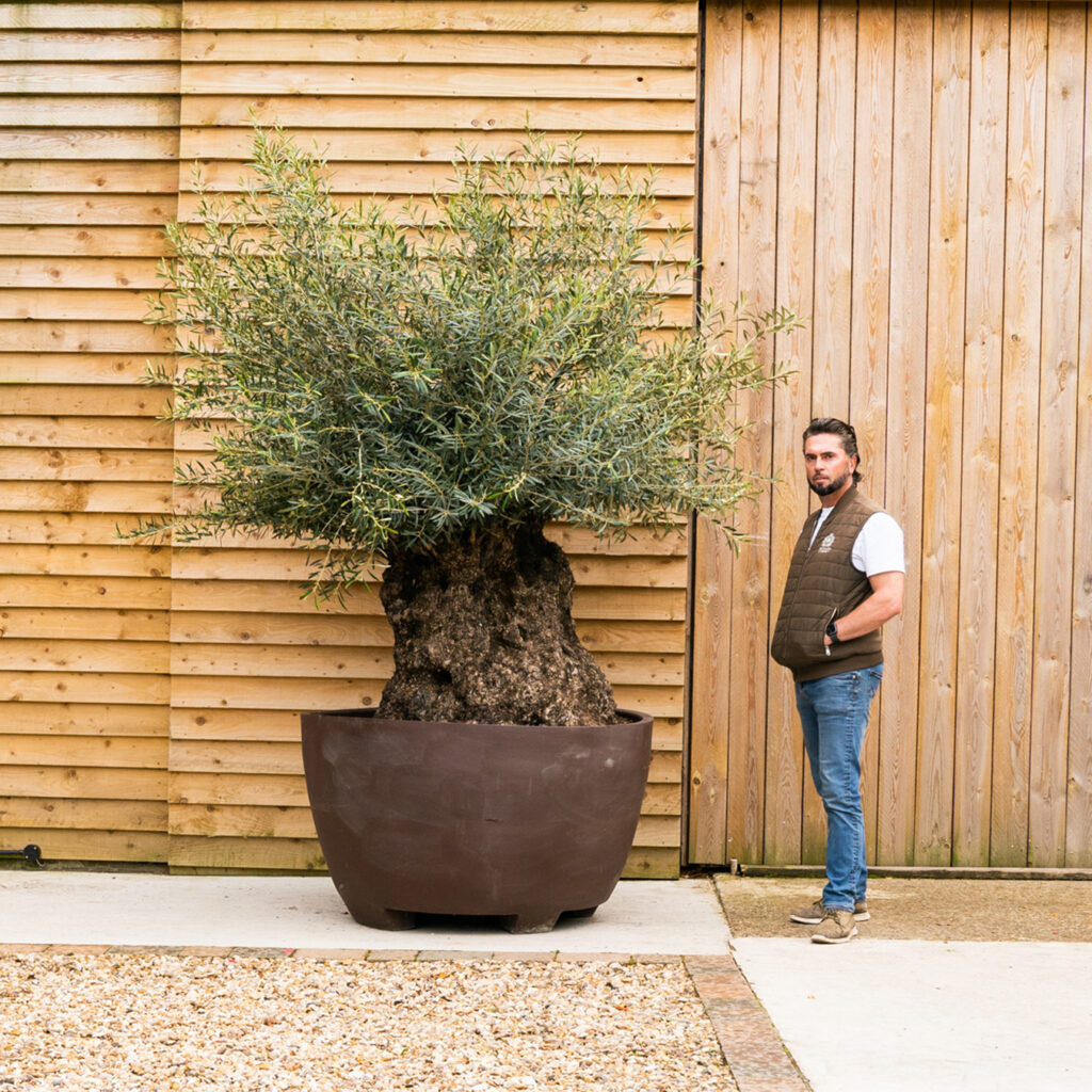 ORCHARD NURSERIES OliveTree-28