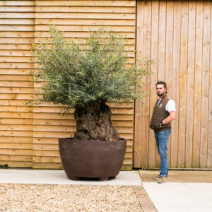 ORCHARD NURSERIES OliveTree-28