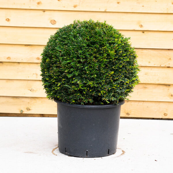 Taxus Baccata (Yew Ball)