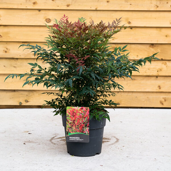 Heavenly Bamboo 'Obsessed' (Nandina Domestica)