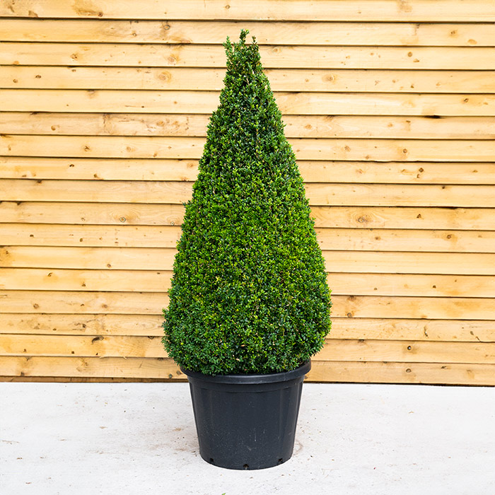 Buxus Cone