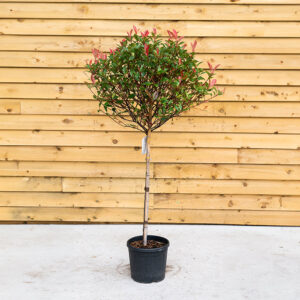 Photinia x fraseri 'Red Robin' Standard (Small Leaf Variety)