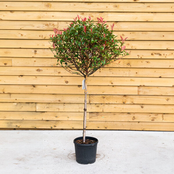 Photinia x fraseri 'Red Robin' Standard (Small Leaf Variety)