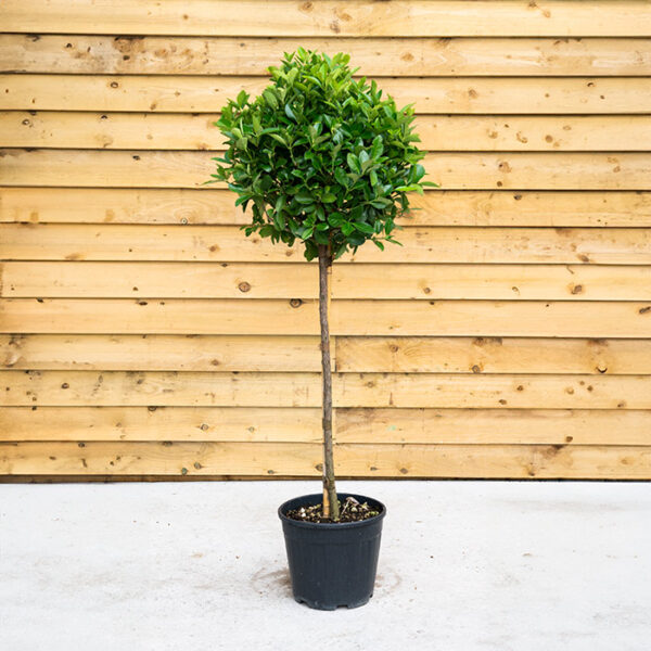 Spindle Trees – Euonymus Japonicus