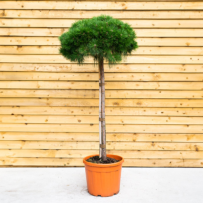 Pinus Nigra 'Brepo' (Dwarf Austrian Pine)