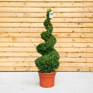 Buxus Spiral