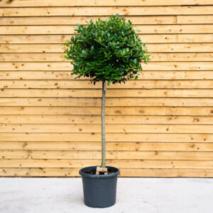 Ilex Aquifolium J C Van Tol - Large Standard Holly Tree