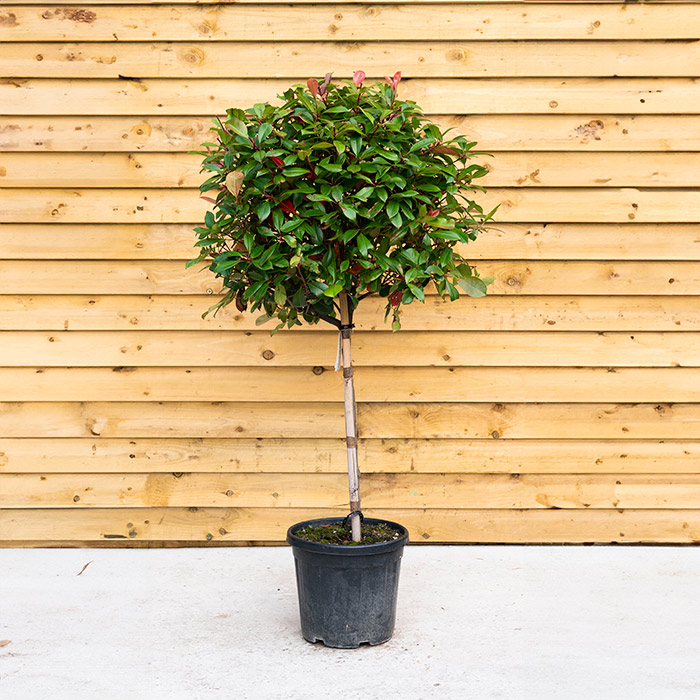 Photinia Red Robin Standard (Small Leaf Variety)