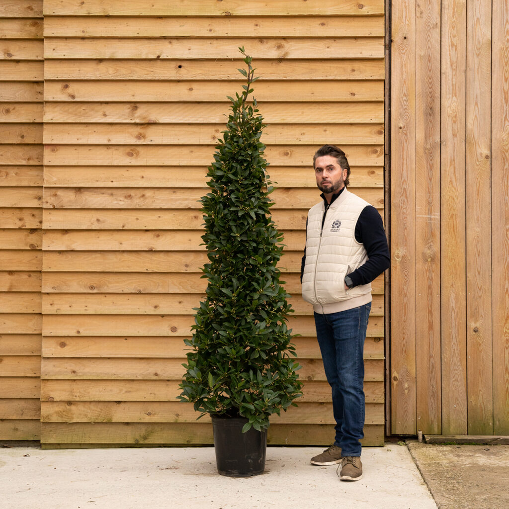 ORCHARD NURSERIES bay cone 31