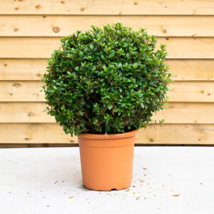 Ilex Crenata Ball (Japanese Holly)