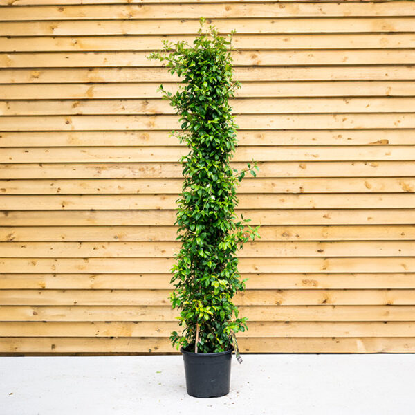 Trachelospermum Jasminoides on 3 Cane Structure