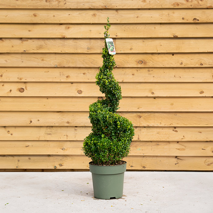 Buxus Spiral