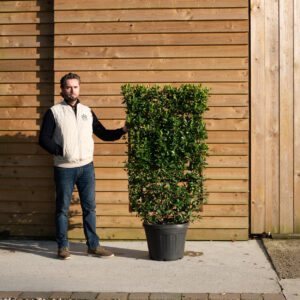 ORCHARD NURSERIESEuonymus Japonica199