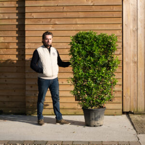 ORCHARD NURSERIESEuonymusJaponicusBravo194