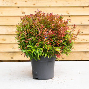 Leucothoe Scarletta ('Zeblid')