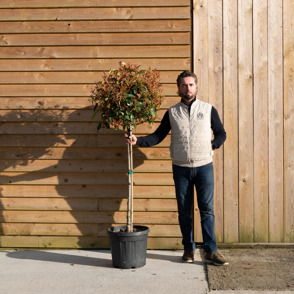 ORCHARDNURSERIESPhotiniaRedRobin181