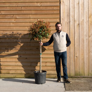 ORCHARDNURSERIESPhotiniaRedRobin181