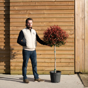 ORCHARDNURSERIESPhotiniaRedRobin187