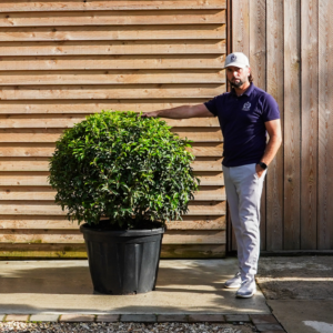 OrchardNurseriesPrunus Lusitanica Ball