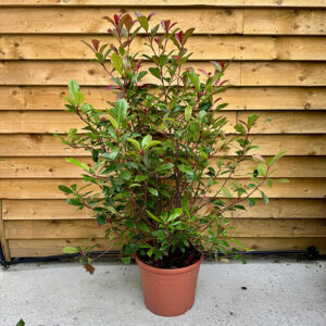 Photinia Red Robin Hedging (Photinia x fraseri)