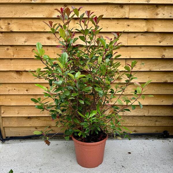 Photinia Red Robin Hedging (Photinia x fraseri)