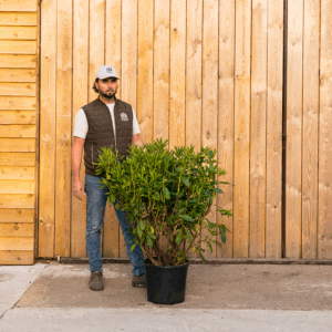 Orchard Nurseries UK Rhododendron -146