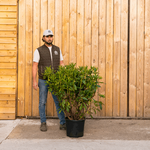 Orchard Nurseries UK Rhododendron -146