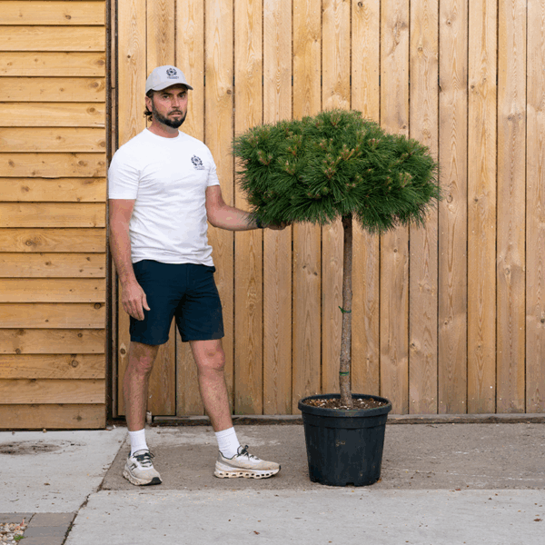 Pinus nigra 'Brepo' -54