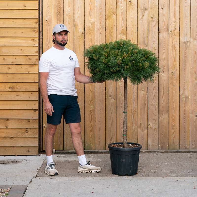 Pinus nigra 'Brepo' -54
