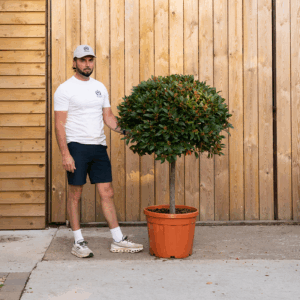 StandardBayTree.81