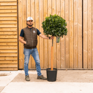 OrchardNurseries.BayStandard-230