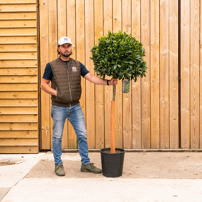 OrchardNurseries.BayStandard-230