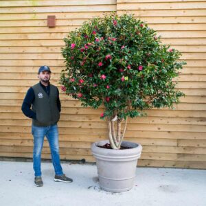 Camellia Sasanqua ‘Cleopatra’ (Multistem)