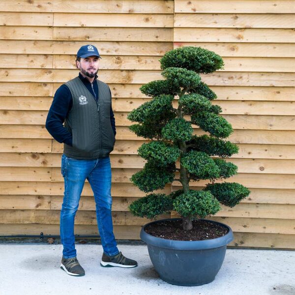 Ilex Crenata Cloud Tree