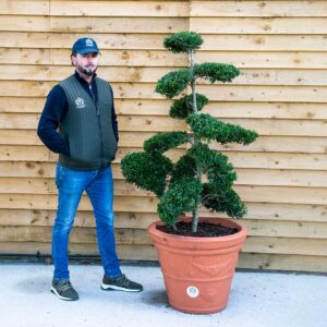 Ilex Crenata Bonsai Cloud Tree