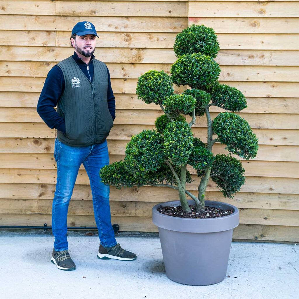 Ilex Crenata Bonsai Cloud Tree