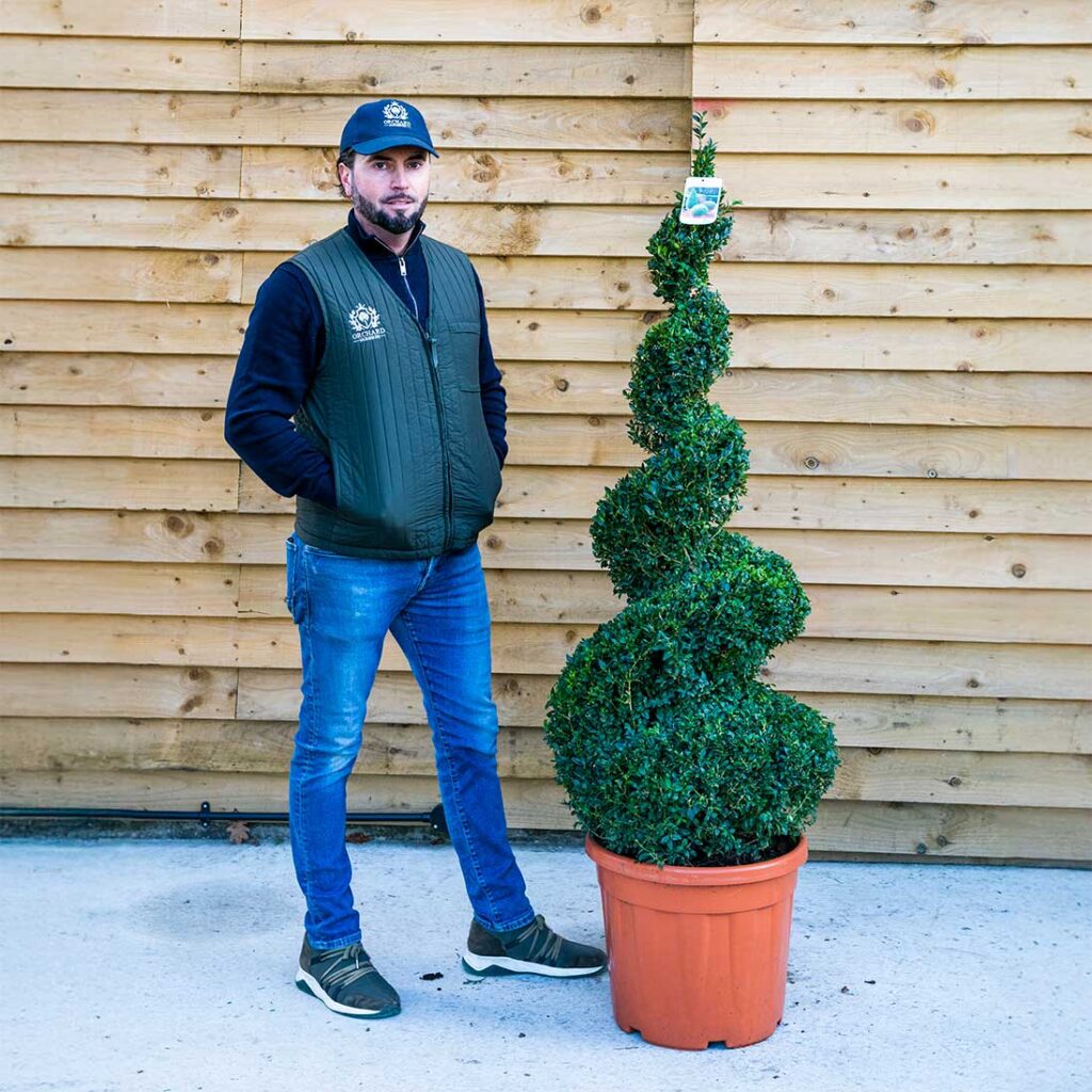 Buxus Spiral Topiary