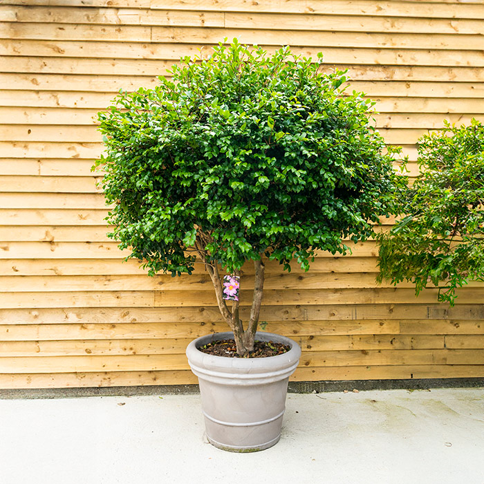 Camellia Sasanqua ‘Cleopatra’ (Multistem)